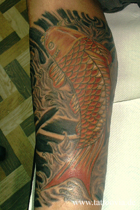 koi008c