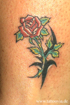 rosas006