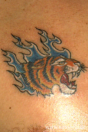 tigres001