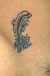 delfin001