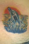 delfin002