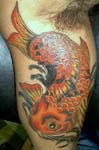 koi005b