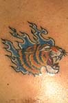 tigres001